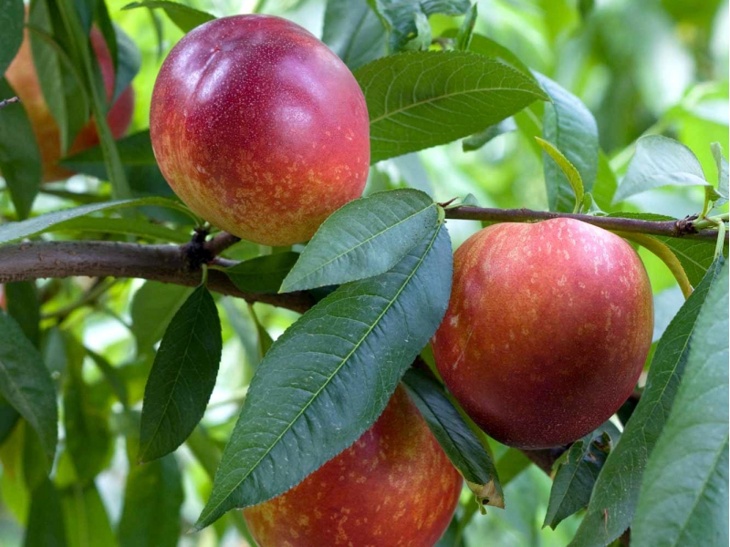 Нектарин Снежная королева